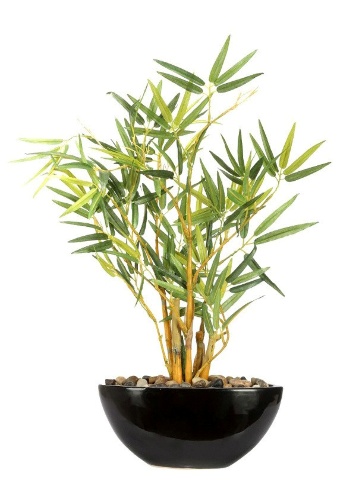 BAMBOO WITH CERAMIC POT