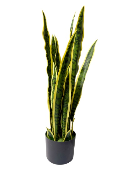 BIG SANSEVIERIA WITH POT