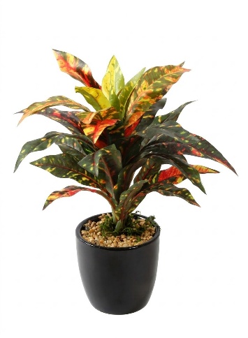 CROTON YELLOW WITH CERAMIC POT