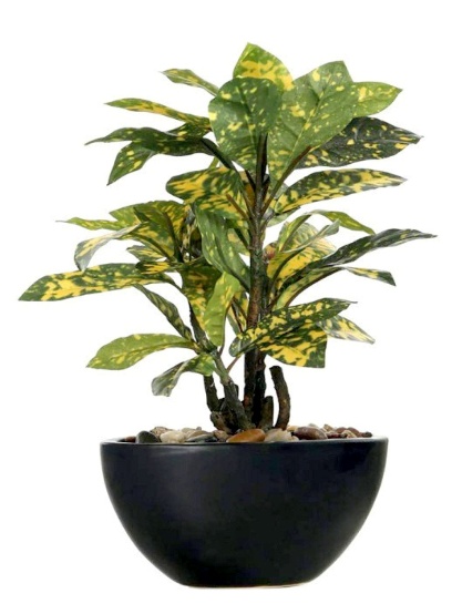 CROTON YELLOW WITH CERAMIC POT