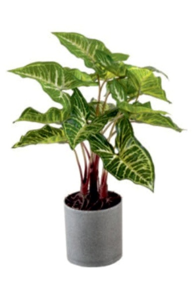 DIFFENBACHIA WITH POT