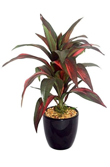 DRACAENA RED WITH CERAMIC POT