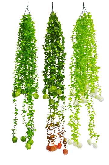 EUCAL YPTUS WITH BALL HANGING