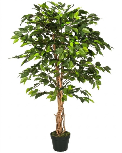 FICUS W/O POT