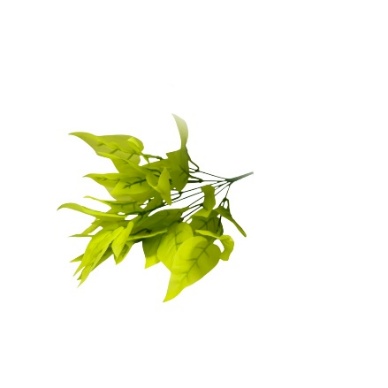 GOLDEN MONEY PLANT LEAVES SHRUB X7