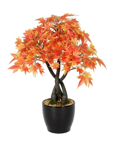 JAPANESE MAPLE ORANGE WITH CERAMIC POT