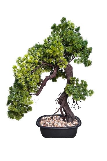 JAPANESE PINE BONSAI WITH POT