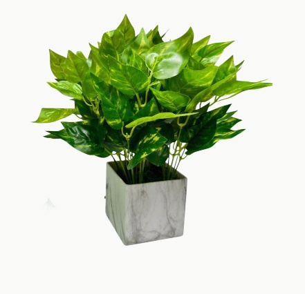 MONEY PLANT LEAVES SHRUB X7