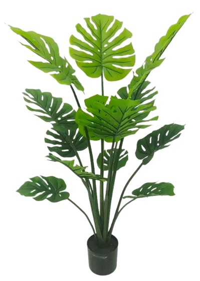 MONSTERA W/0 POT