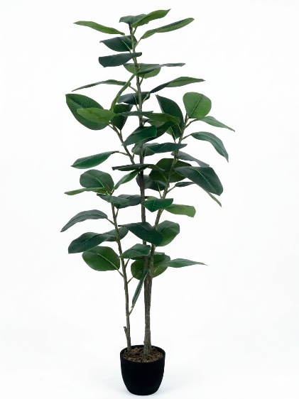 RUBBER LEAVES X5 WITH POT
