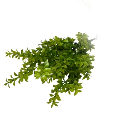 THIK EUCAL YPTUS LEVES SHRUBS X7
