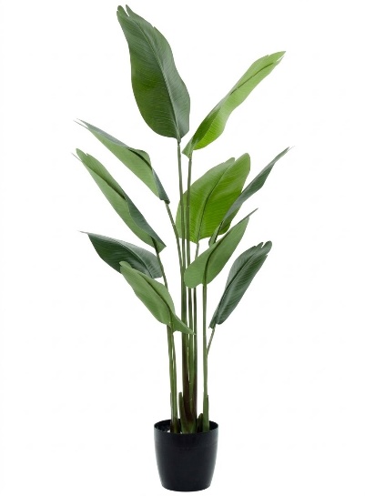 TRAVELLER PALM W/O POT