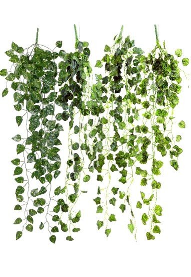 DELICATE LEAVES HANGING